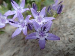 Campanula fenestrellata