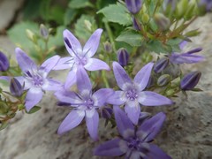 Campanula fenestrellata