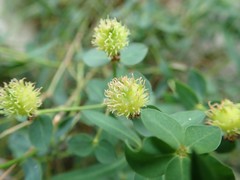 Euphorbia fragifera