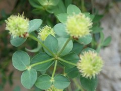 Euphorbia fragifera