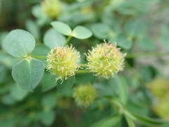 Euphorbia fragifera