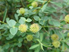 Euphorbia fragifera