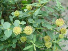 Euphorbia fragifera