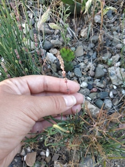 Galium verticillatum