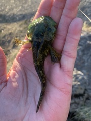 Cottus hypselurus