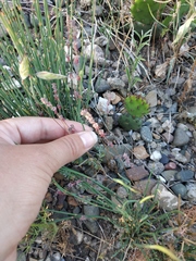 Galium verticillatum