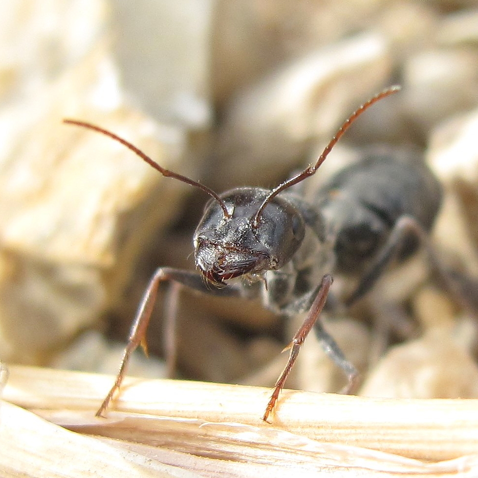 Cataglyphis albicans