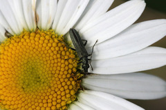Oedemera lurida