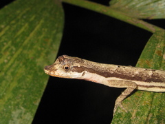 Anolis trachyderma