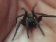 Gnaphosidae