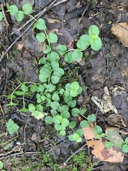 Veronica serpyllifolia
