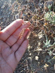 Hippocrepis ciliata