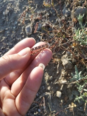 Hippocrepis ciliata