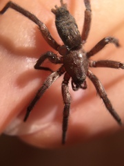 Gnaphosidae