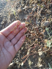 Hippocrepis ciliata