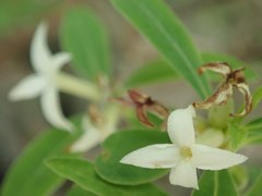 Daphne alpina