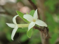 Daphne alpina