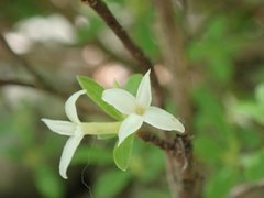 Daphne alpina
