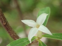 Daphne alpina