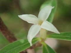 Daphne alpina