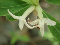 Daphne alpina