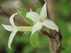 Daphne alpina