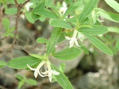 Daphne alpina