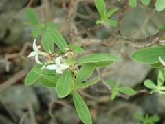 Daphne alpina