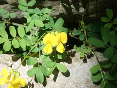 Hippocrepis emerus emeroides