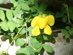 Hippocrepis emerus emeroides