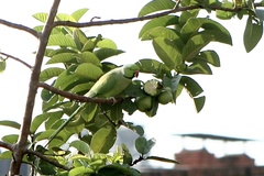 Psittacula krameri