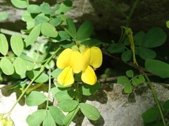 Hippocrepis emerus emeroides