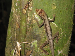 Anolis trachyderma
