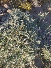 Convolvulus holosericeus