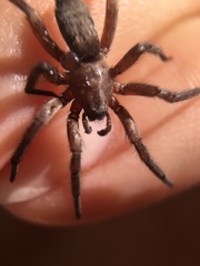 Gnaphosidae