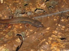 Arthrosaura reticulata