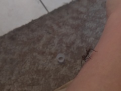 Gnaphosidae