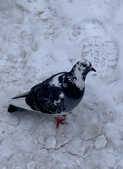 Columba livia domestica