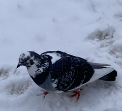 Columba livia domestica