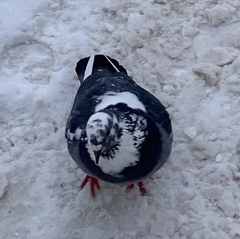 Columba livia domestica