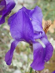 Iris pallida illyrica