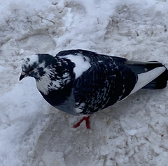 Columba livia domestica