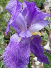 Iris pallida illyrica