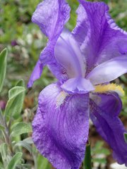 Iris pallida illyrica