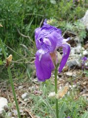 Iris pallida illyrica