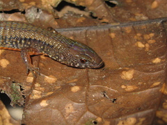 Arthrosaura reticulata