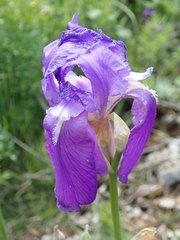 Iris pallida illyrica