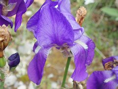 Iris pallida illyrica