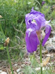 Iris pallida illyrica