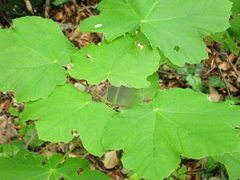 Acer opalus obtusatum